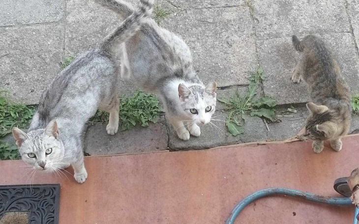 Zbiórka Stado 7 bezdomnych kotów - zdjęcie główne
