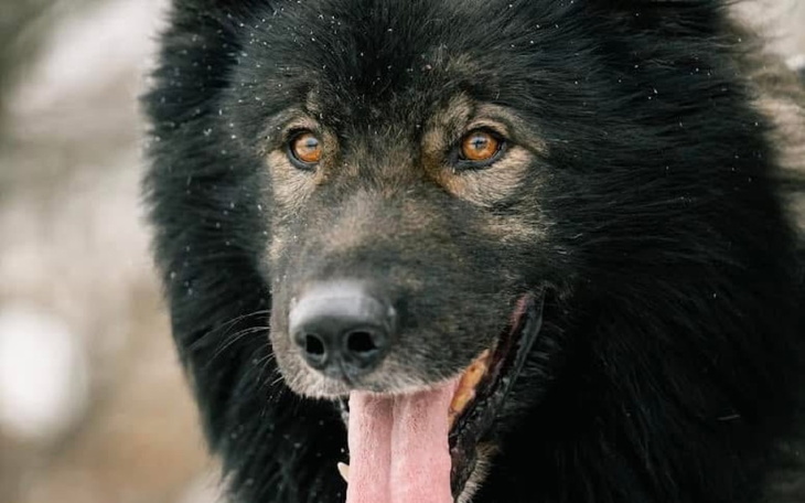 Pies z pięknym futrem, uśmiechający się w zimowej scenerii.