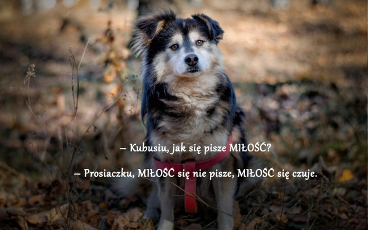 Zbiórka TOTI-małe ciałko-wielka nadzieja - zdjęcie główne