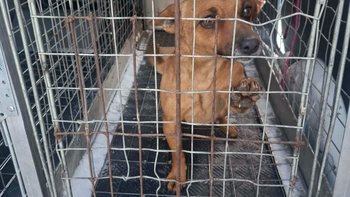 Zbiórka Suka w cieczce i jej córka. - miniaturka zdjęcia