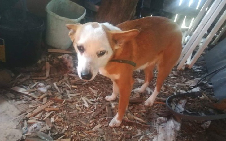 Zbiórka Fiona prosi o wsparcie - zdjęcie główne