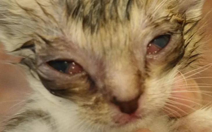 Zbiórka Na sierpniowe kocięta - zdjęcie główne