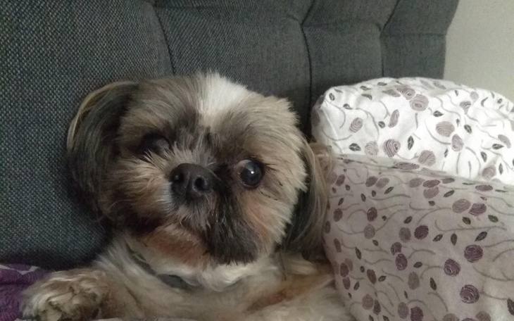 Mały piesek leżący na poduszce, z wyrazem przyjacielskim.