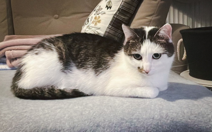 Kot leżący na kanapie, z wyrazistymi oczami.