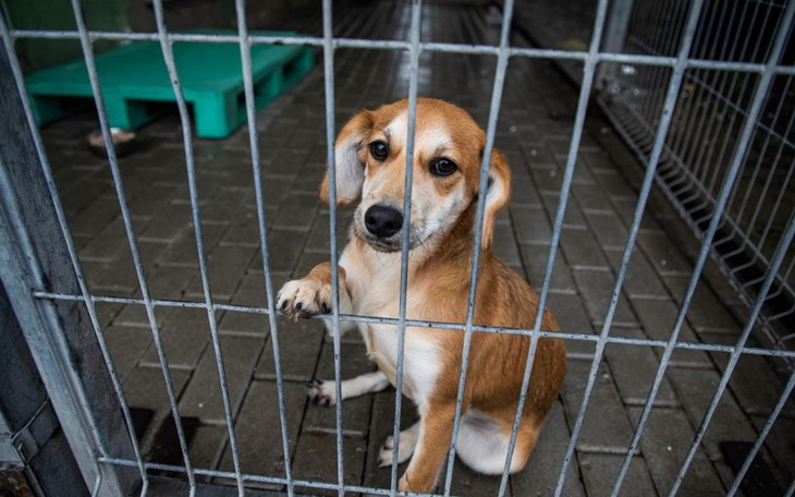 Zbiórka zbiórka na schronisko Ustroń - zdjęcie główne