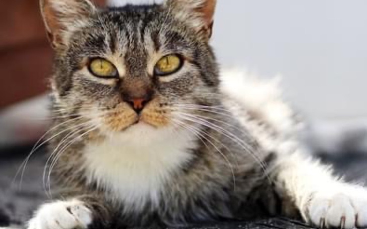 Zbiórka Pomóżmy zwierzakom z IDZ Dłużyna - zdjęcie główne