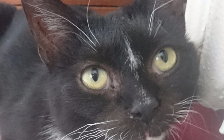 Zbiórka Wylecz ciężko chorego Sylwestra - zdjęcie główne