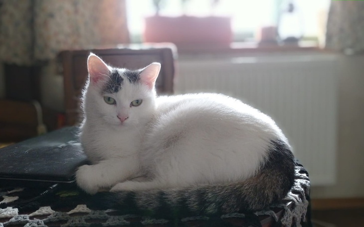 Zbiórka Łapka Malinki - zdjęcie główne