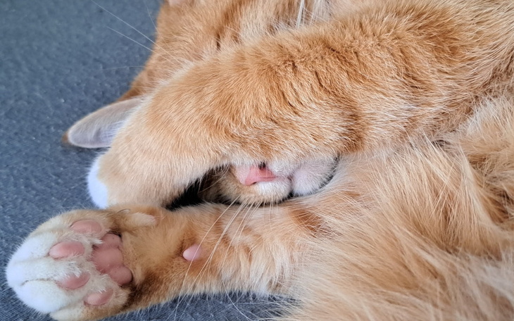 Zbiórka PILNE Ratujmy kotka Artyomka - zdjęcie główne