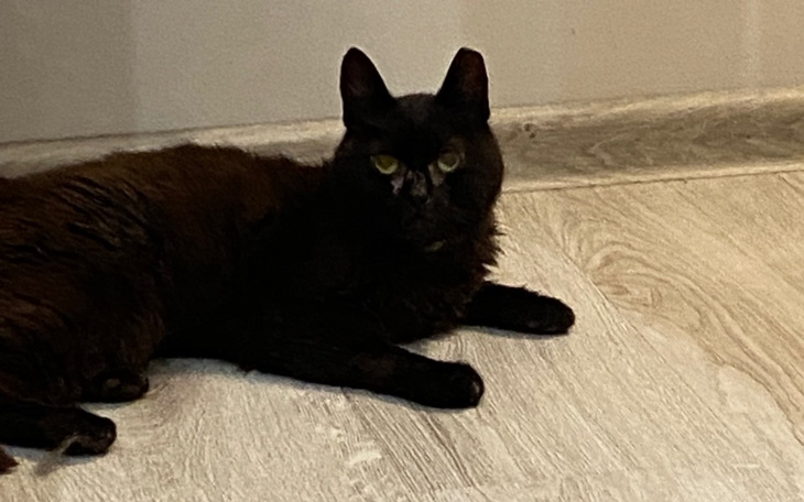 Zbiórka Ratujemy kota Maćka - zdjęcie główne