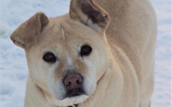 Zbiórka POMÓŻ bezdomniakom ŻYĆ - zdjęcie główne