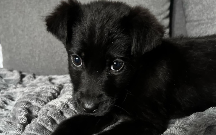 Mały czarny szczeniak leżący na miękkim kocu.