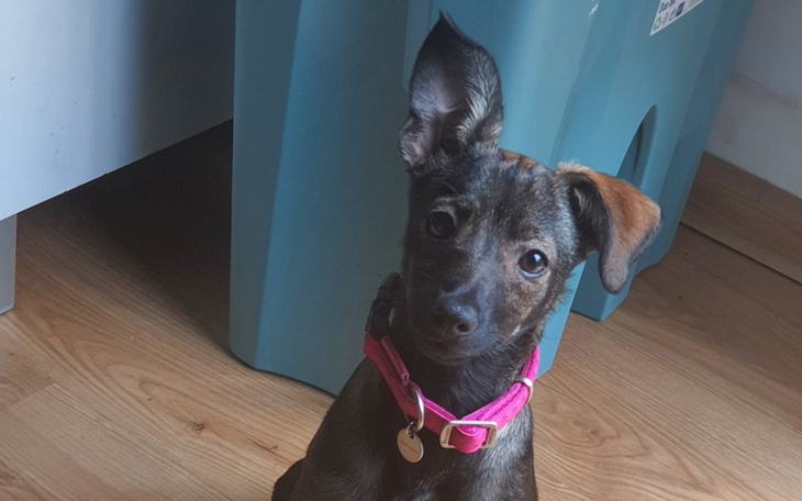 Zbiórka Luneczka potrzebuje pomocy - zdjęcie główne