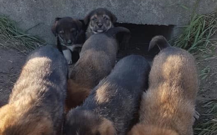 Zbiórka Na sczeniaki odnalezione na ulic - zdjęcie główne