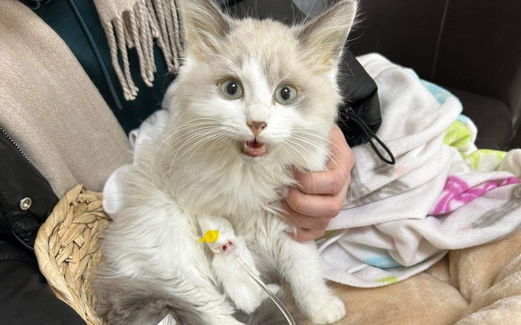 Zbiórka Na życie dla Kokoska - zdjęcie główne