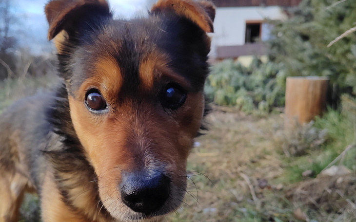 Pies z bliska, w tle ogród.