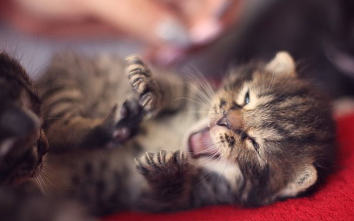 Zbiórka Jedzenie dla Kociaków! - zdjęcie główne