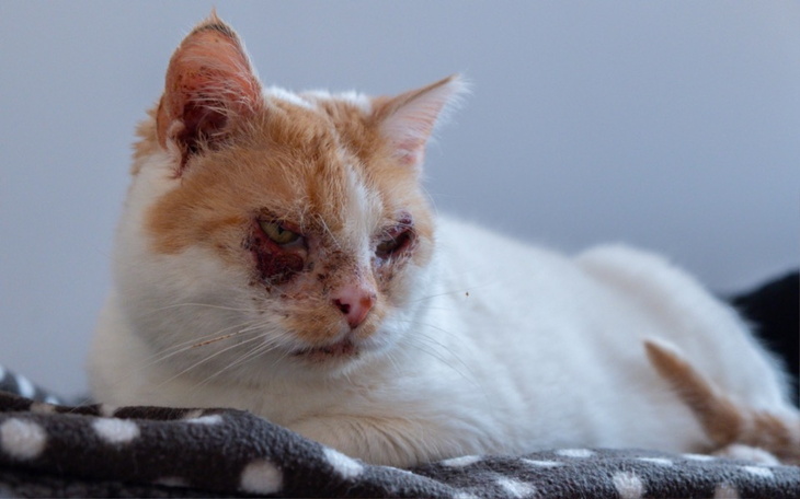 Chory kot z ranami na twarzy, leżący na kocyku.