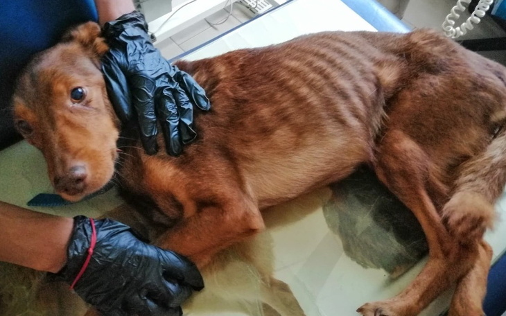 Zbiórka Dżeki umiera z głodu - zdjęcie główne