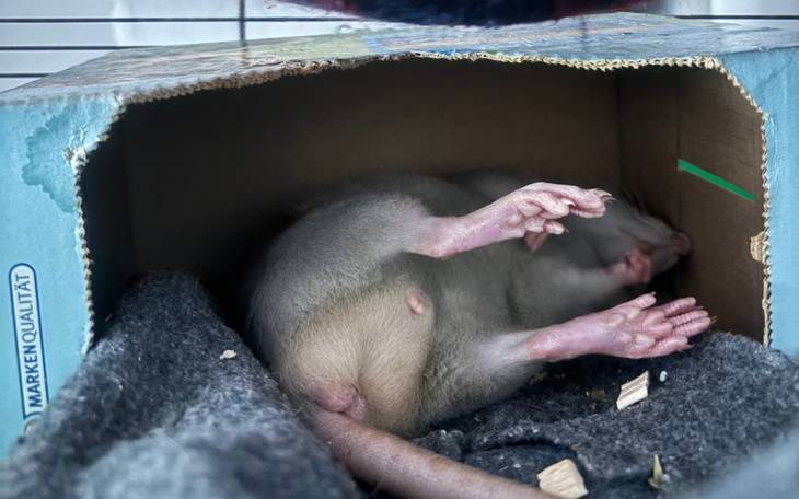 Szczur leżący w kartonowym pudełku, z widocznymi łapkami.