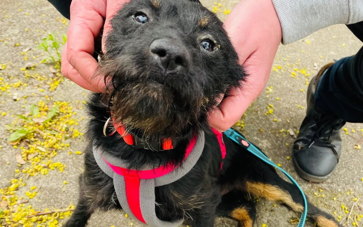 Zbiórka Droga po lepsze życie dla suni - zdjęcie główne