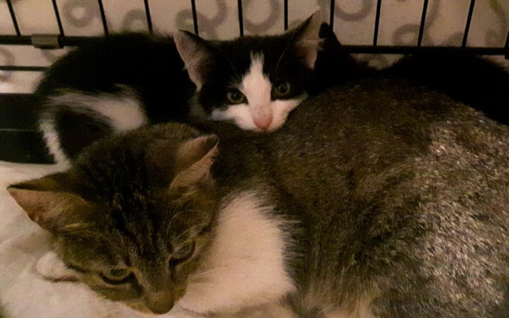 Zbiórka Nowe życie dla kocich dzieci - zdjęcie główne