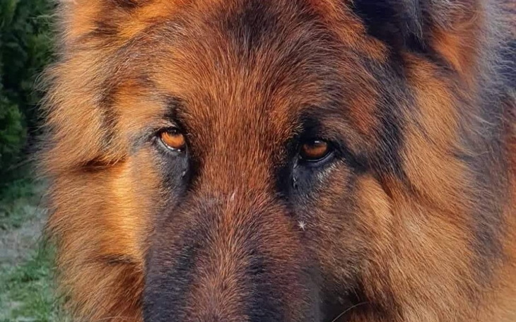 Zbiórka Ratunek dla Leo - zdjęcie główne