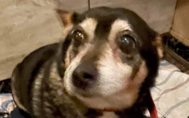 Zbiórka Zbiórka na Psiaki ze schroniska - zdjęcie główne