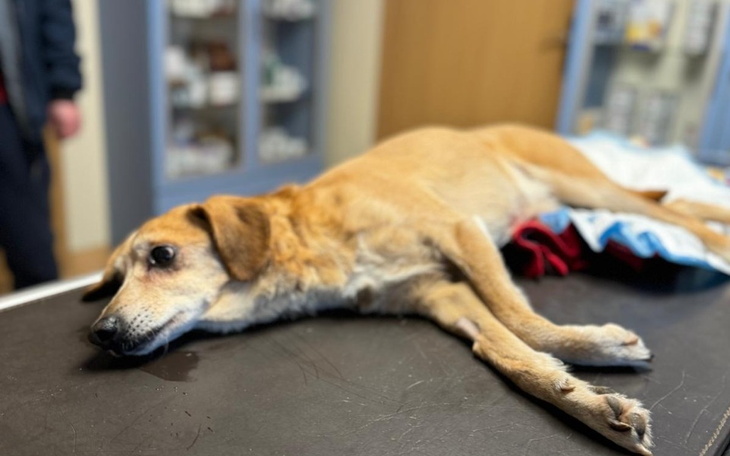 Chory pies leżący na stole w klinice weterynaryjnej.