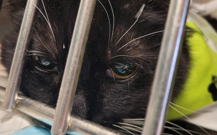 Czarny kot zmartwiony, patrzący przez kraty.