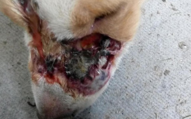 Zbiórka Diagnostyka i leczenie Ozzy - zdjęcie główne