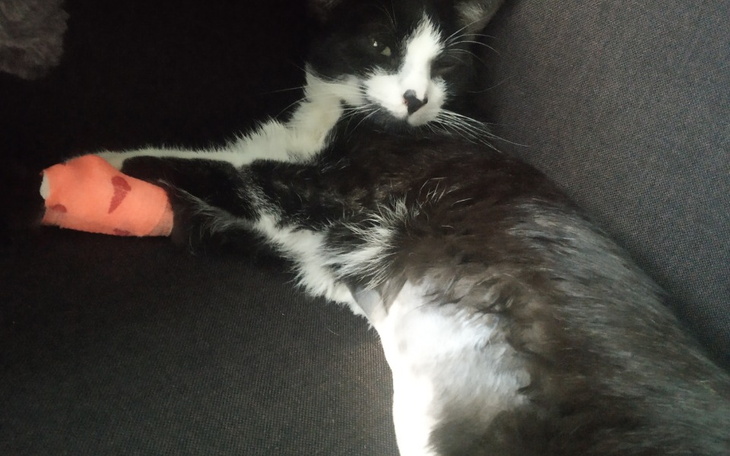 Zbiórka Na ratunek kotka - zdjęcie główne