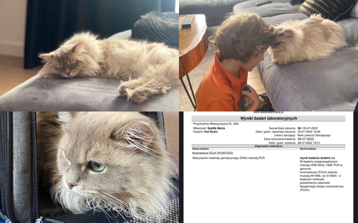 Zbiórka Rysio walczy z FIP - zdjęcie główne