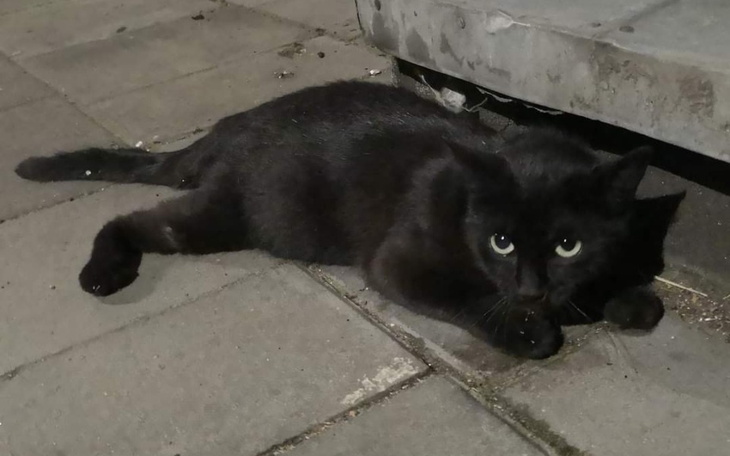Zbiórka Potrącona kotka z Nowego Portu - zdjęcie główne