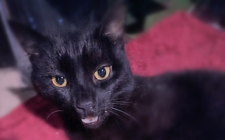 Zbiórka Na pomoc Pierniczkowi - zdjęcie główne