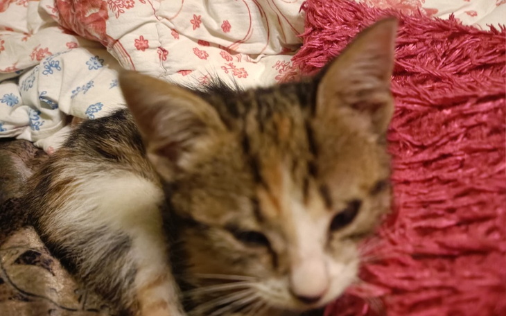 Zbiórka Wrodzony niedorozwój powiek - zdjęcie główne