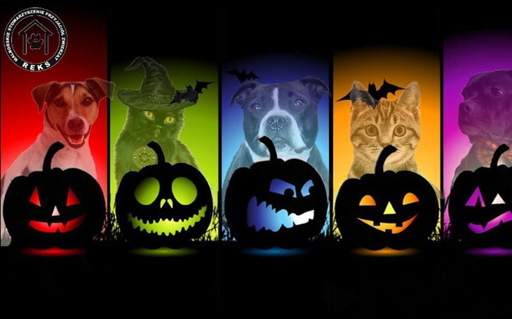 Zbiórka Karma albo PSIKUS - zdjęcie główne