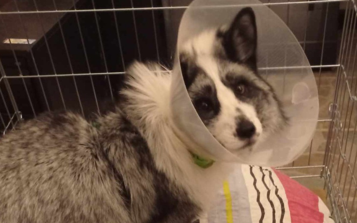 Zbiórka Koszty leczenia Myszy - zdjęcie główne