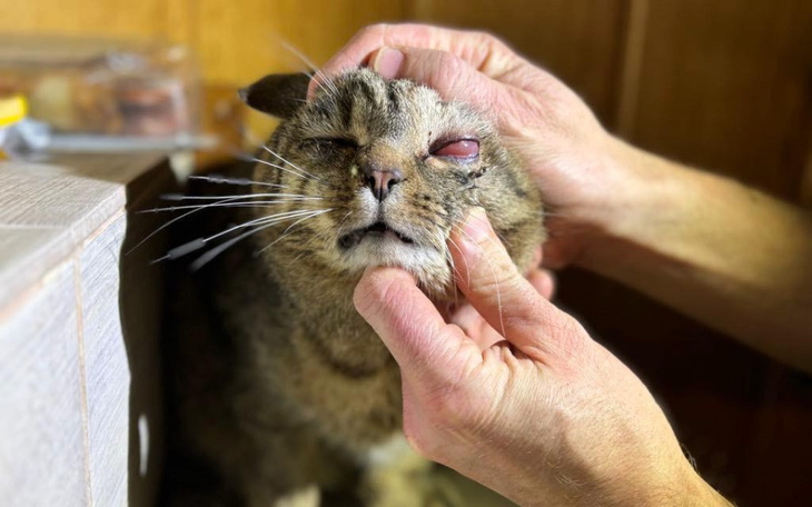 Zbiórka Oczko potrzebuje pilnie pomocy - zdjęcie główne