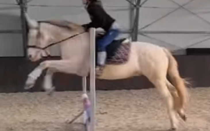 Zbiórka Na konia dla mojej córki - zdjęcie główne