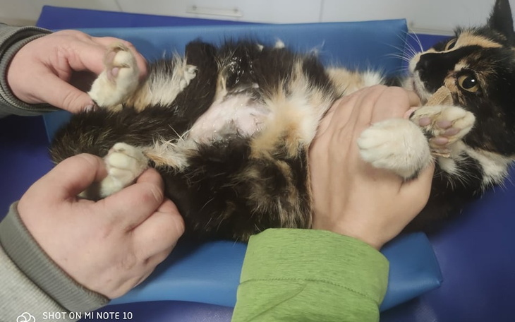 Zbiórka Na ratunek kotce z ulicy. - zdjęcie główne