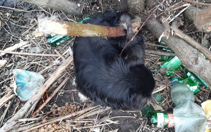 Zbiórka Pies nabity na pal. - zdjęcie główne