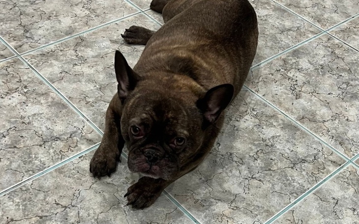 Pies rasy buldog francuski leżący na podłodze.