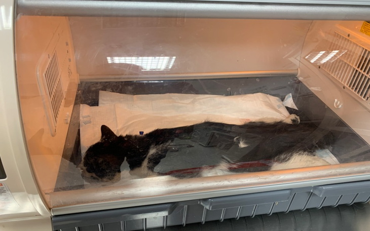 Zbiórka Ratujmy Kleofasa - zdjęcie główne