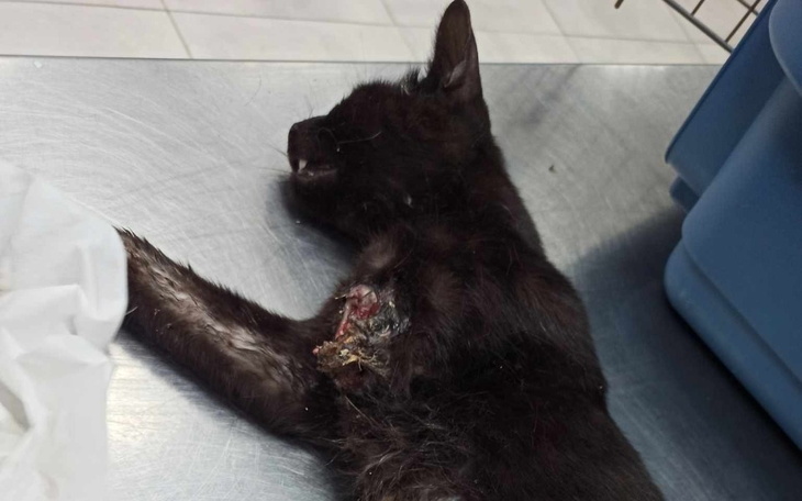 Zbiórka Bezdomna kotka z urwaną łapką - zdjęcie główne