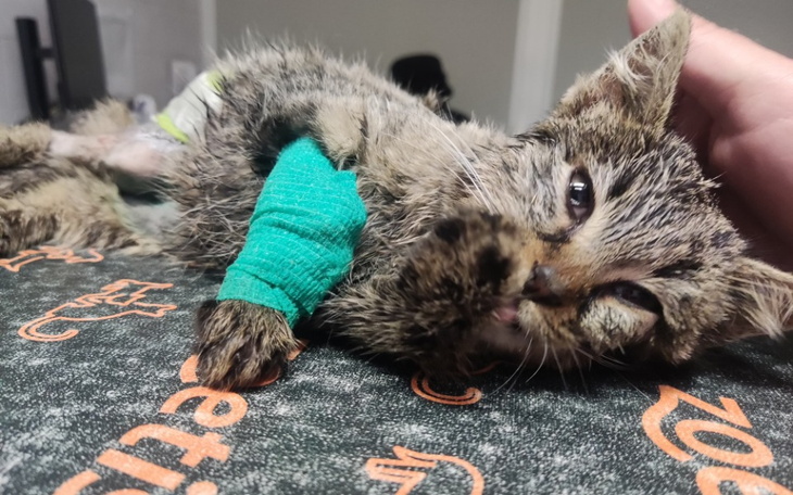 Zbiórka Mikołaju proszę o łapkę - zdjęcie główne