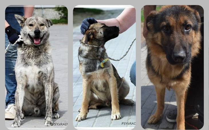 Zbiórka Szansa od losu  dla trzech bid - zdjęcie główne