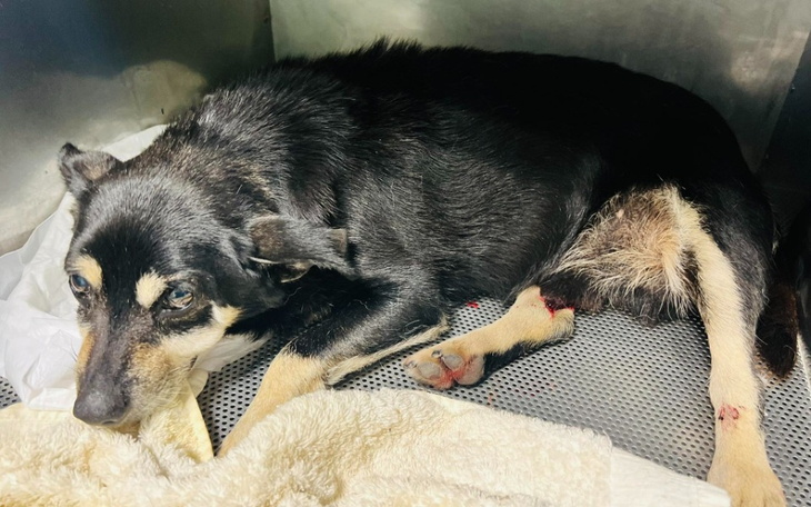 Zbiórka Pań zmarł on wpad pod auto - zdjęcie główne