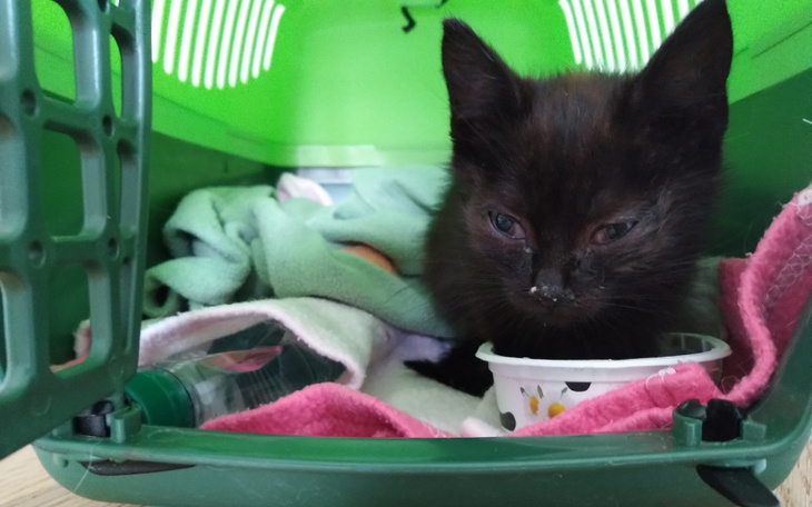 Zbiórka Walka małej Jackie o zdrowie - zdjęcie główne