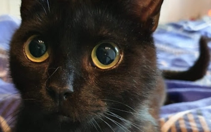 Zbiórka Letho potrzebuje pomocy, by żyć - zdjęcie główne